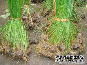 春天这一物,不吃太亏,能治百病!