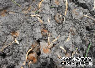 春天这一物,不吃太亏,能治百病!